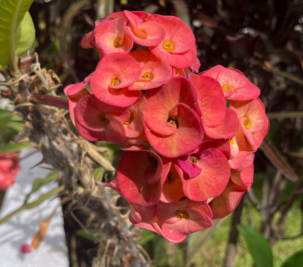 This image has an empty alt attribute; its file name is floresta-107-1024x904.jpg