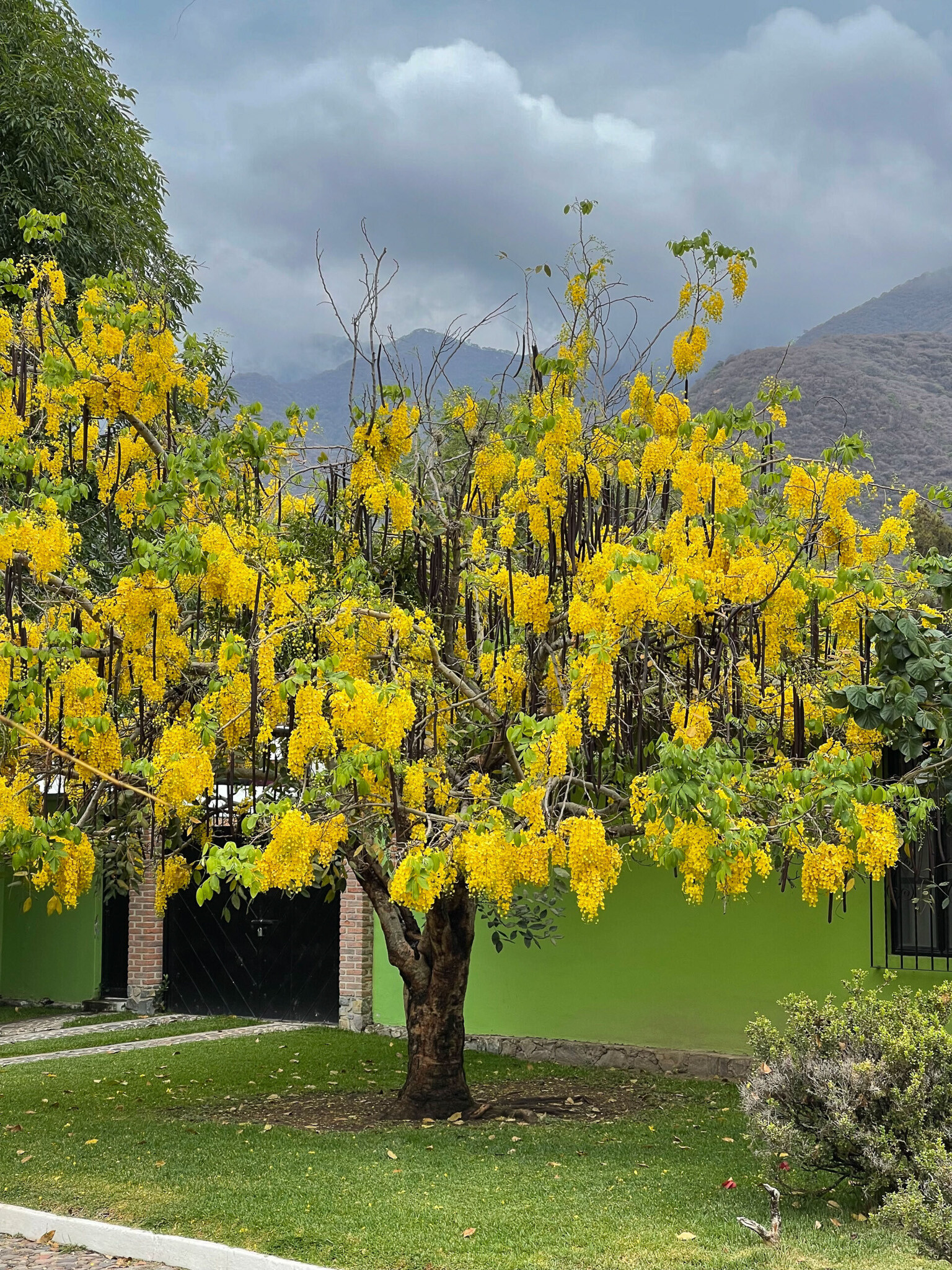 Flowers and Gardens of Ajijic