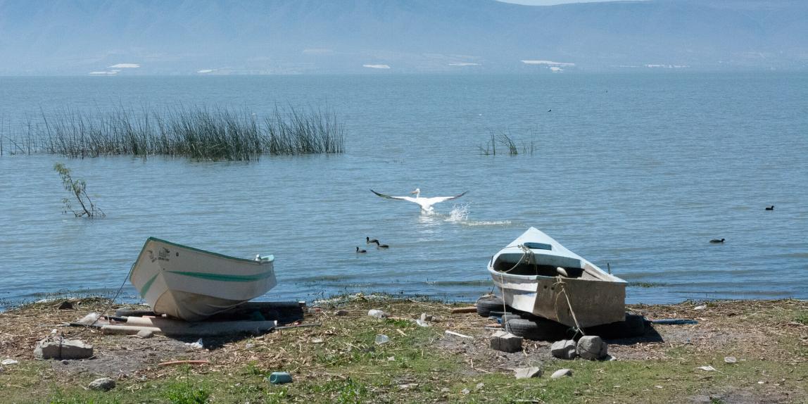 Pelican and boat on Lake Chapala shores