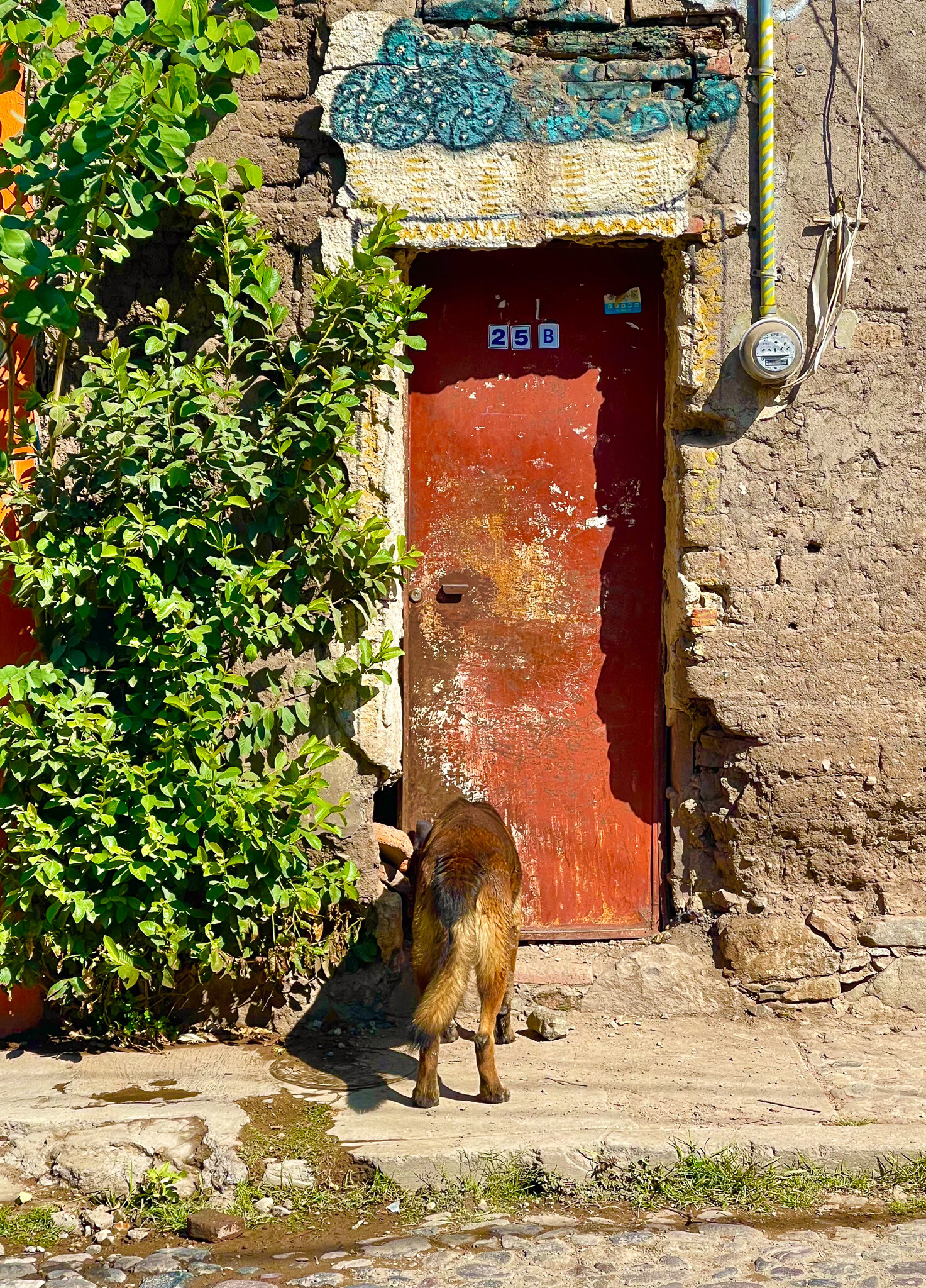 The Dogs of Ajijic