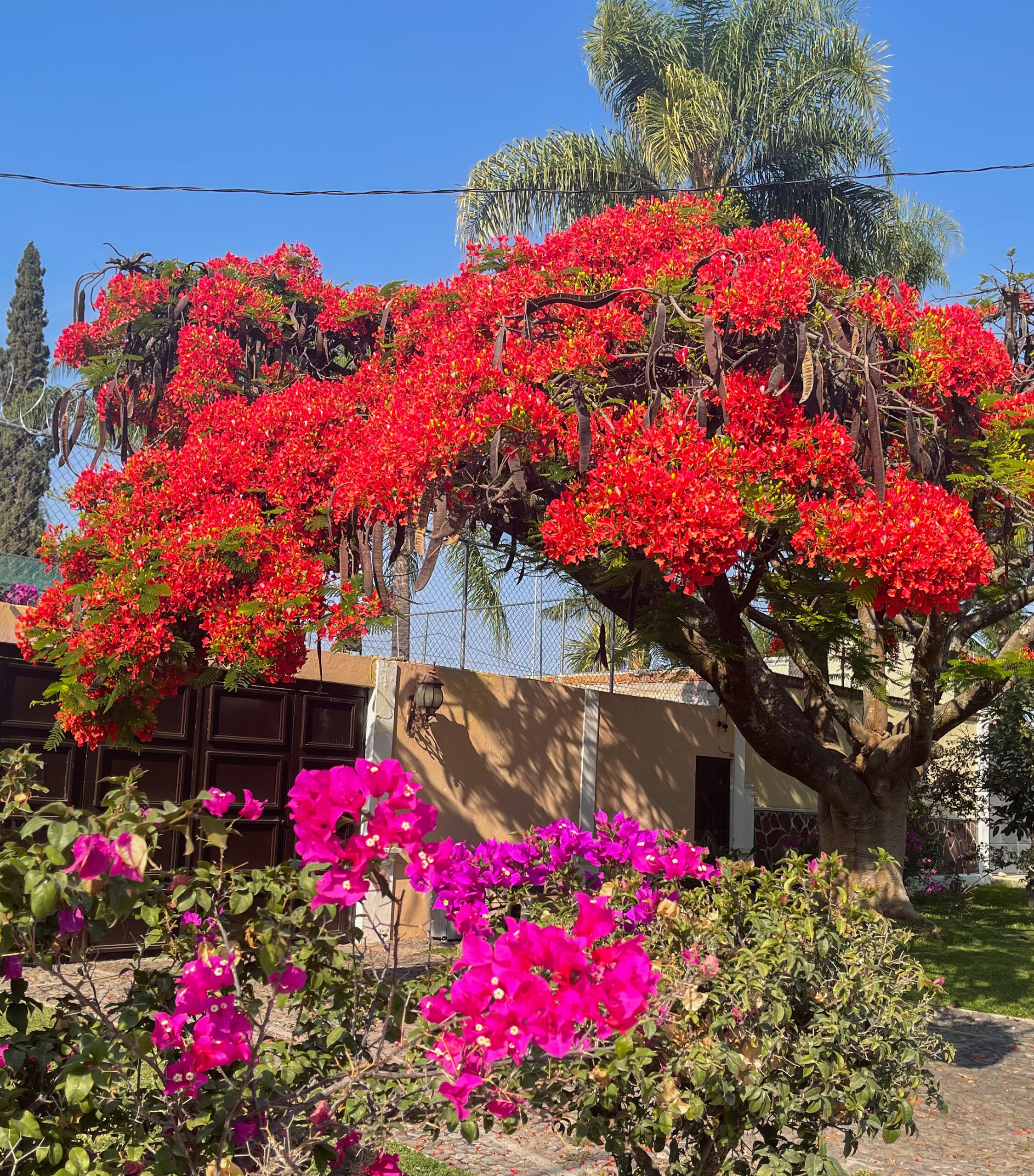 floresta-40