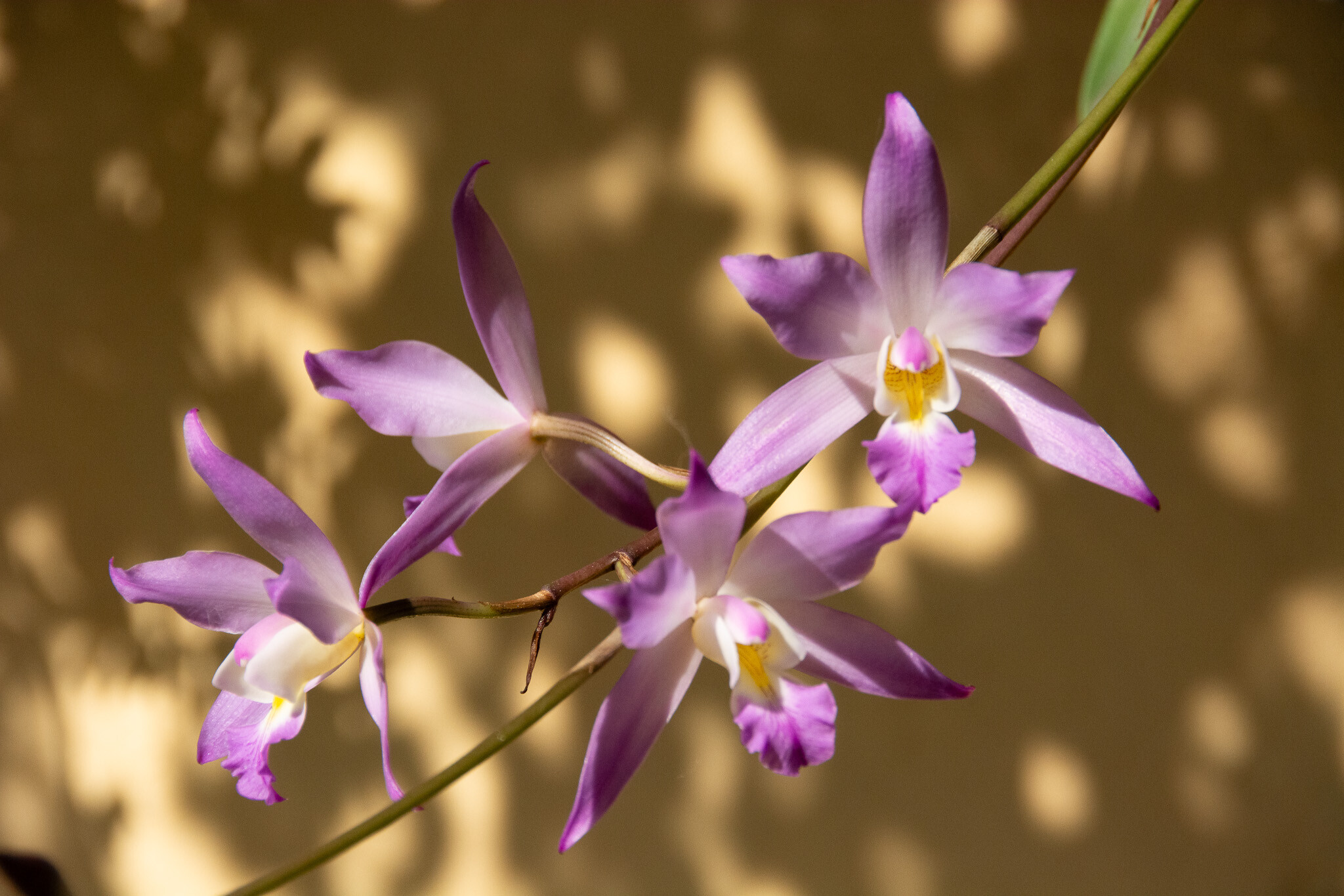 Flowers & Gardens