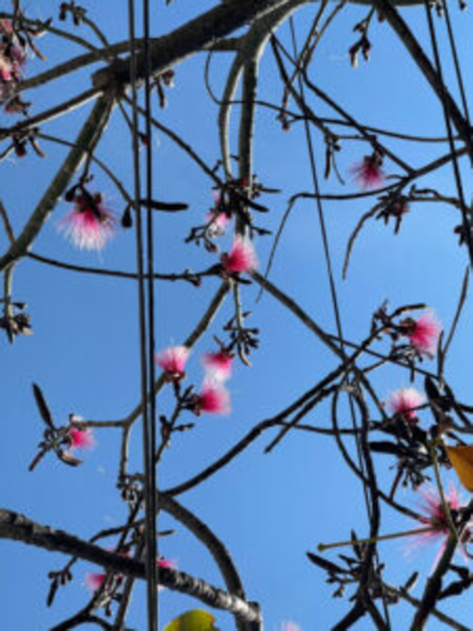 Flowers and Trees-56