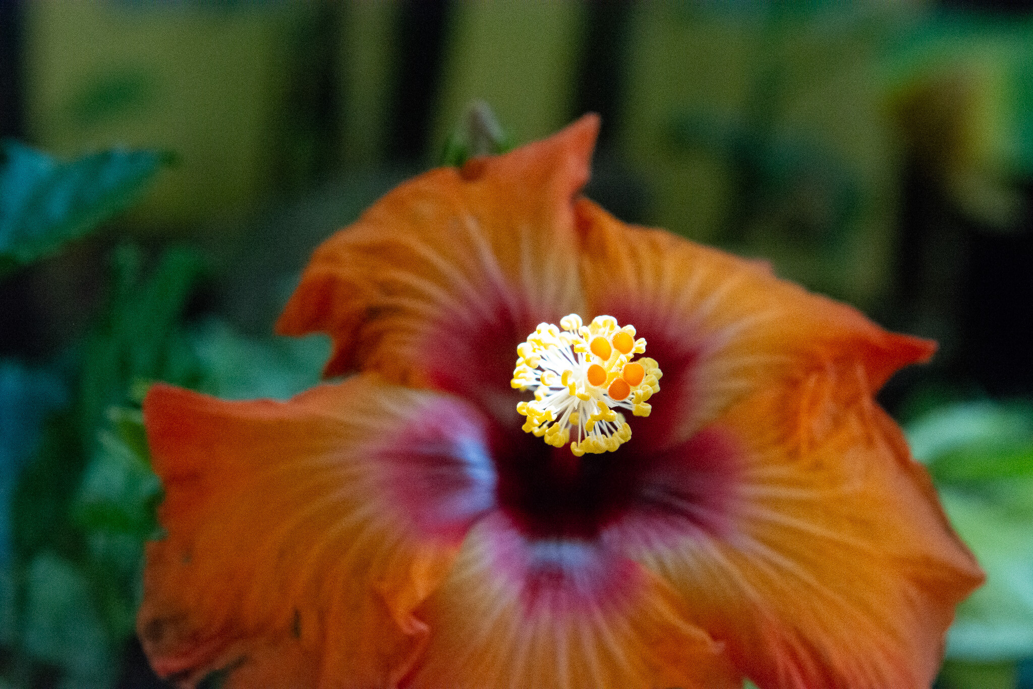 Flowers and Trees-57
