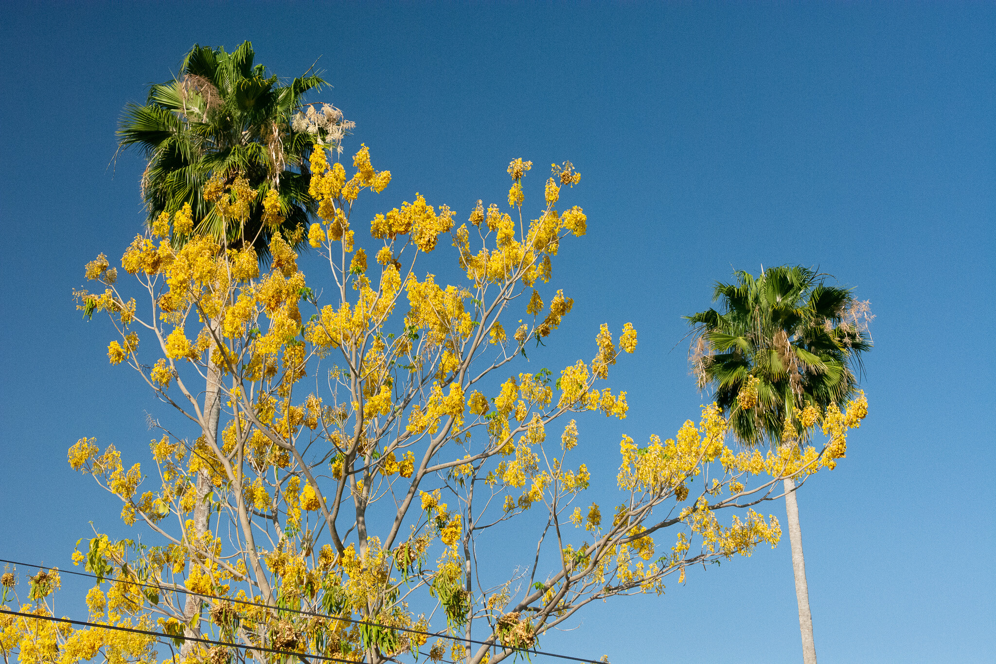 Flowers and Trees-63