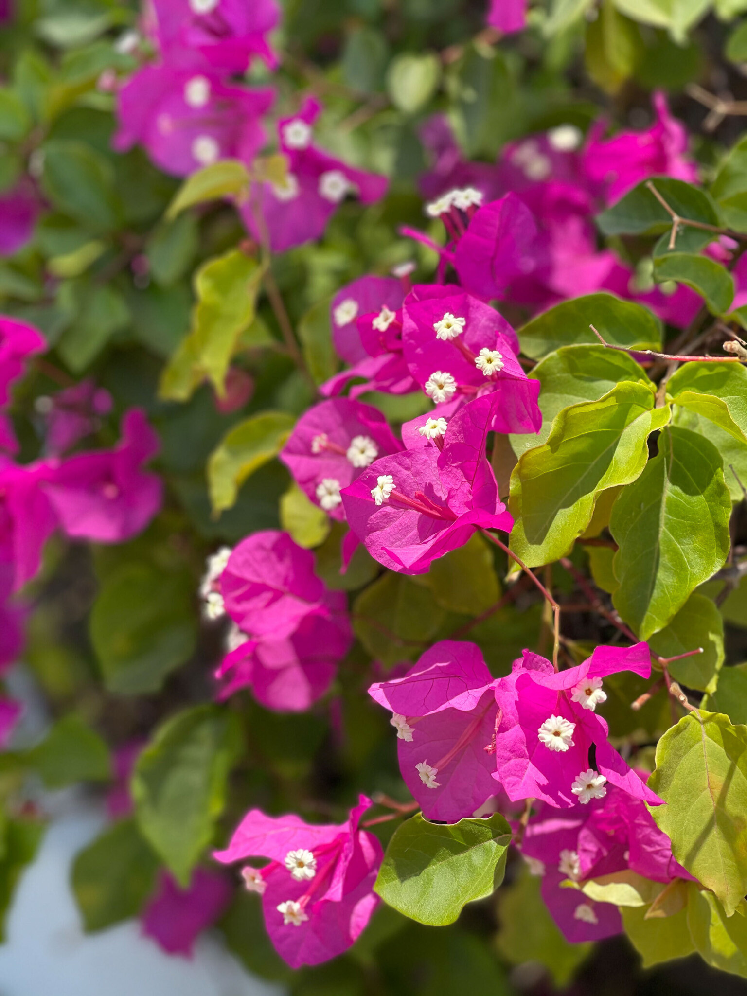 Flowers and Trees-64