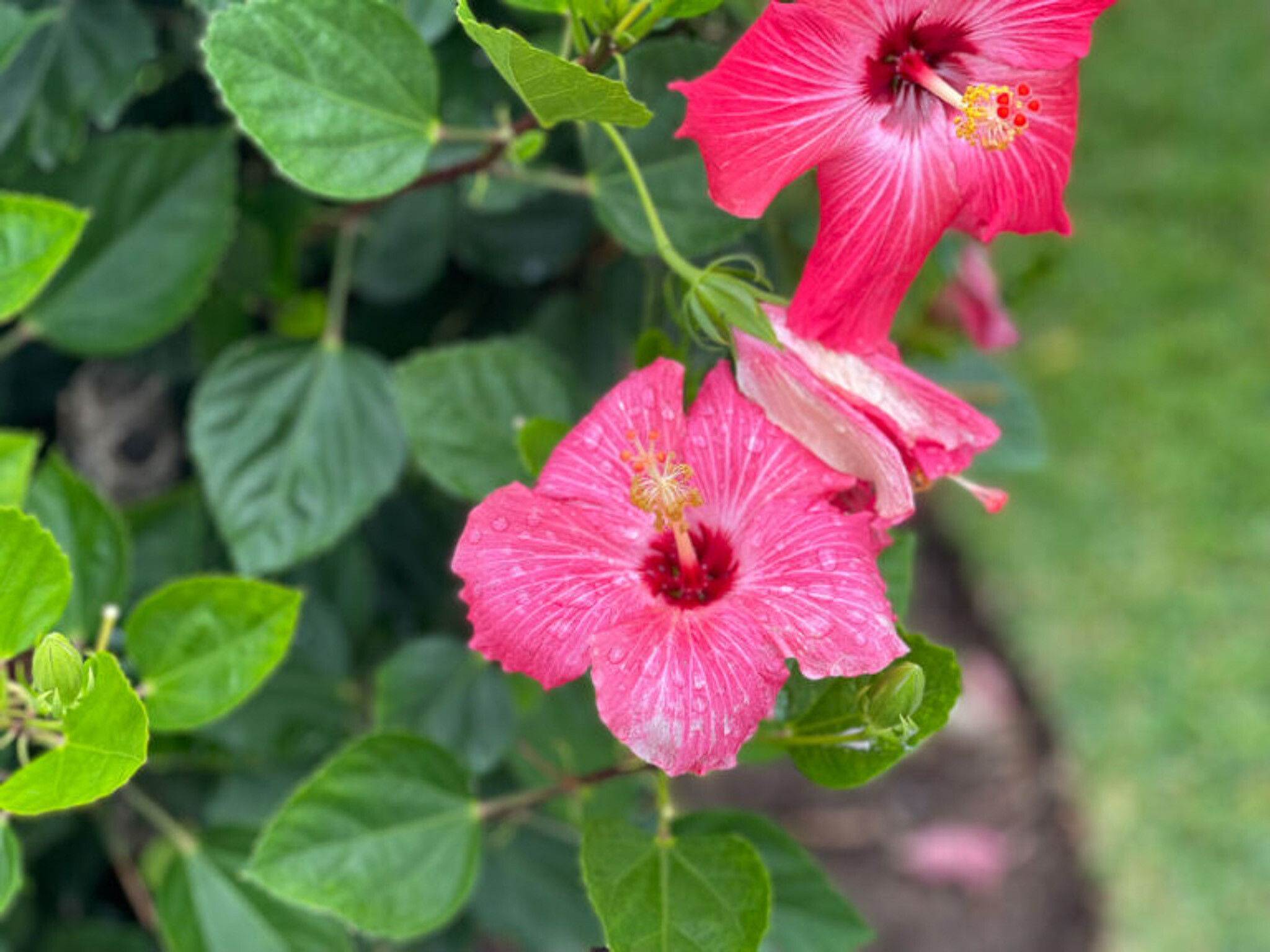 Flowers and Trees-73