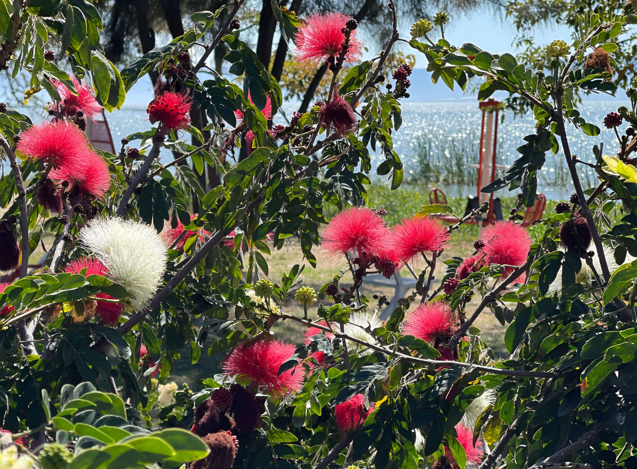 Flowers and Trees-78
