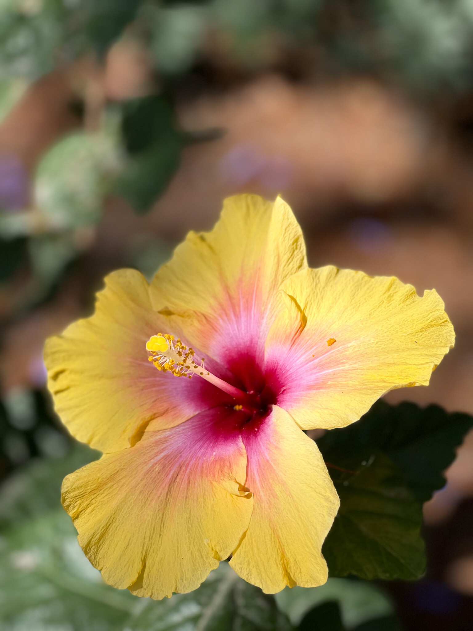 Flowers and Trees-79