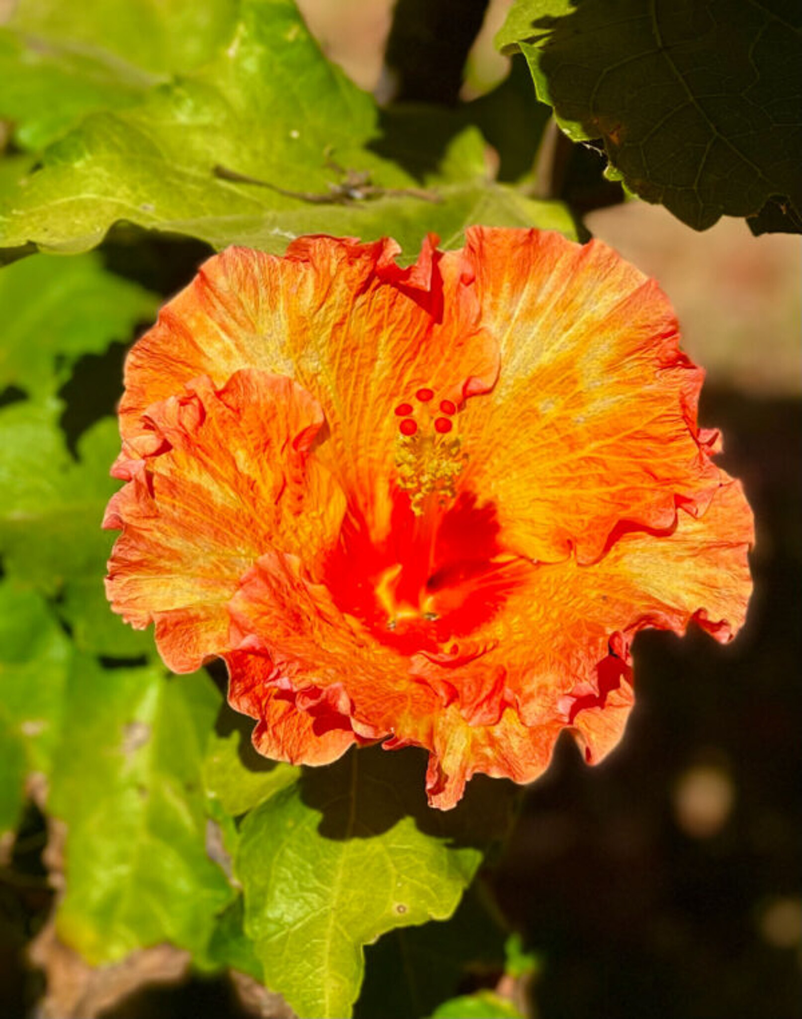 Flowers and Trees-82
