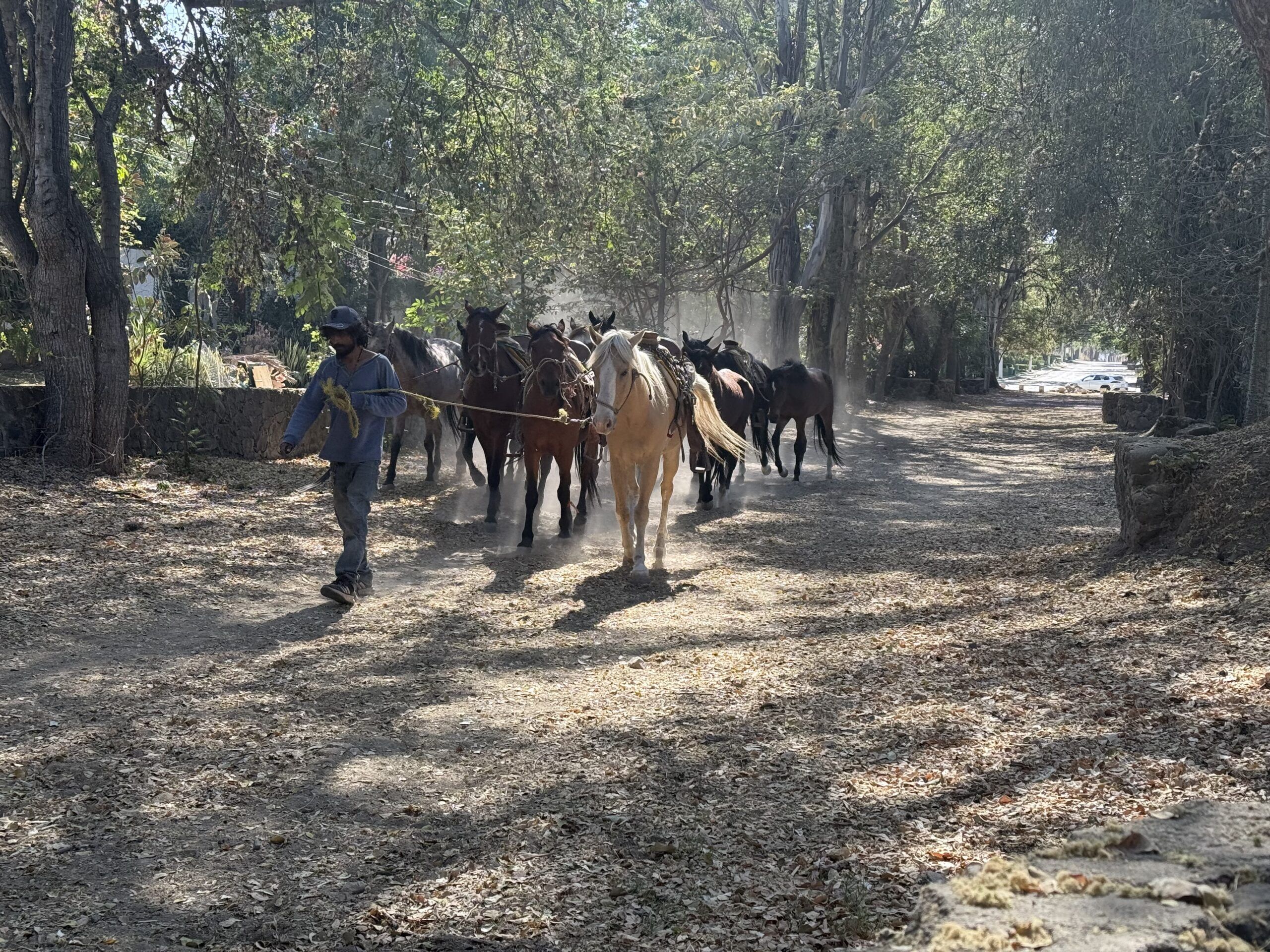 Where to Photograph Horses in Ajijic