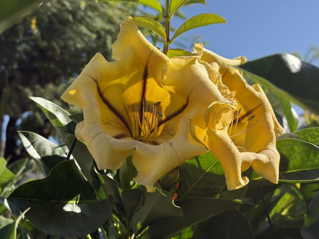 Where to Find Flowers in Ajijic