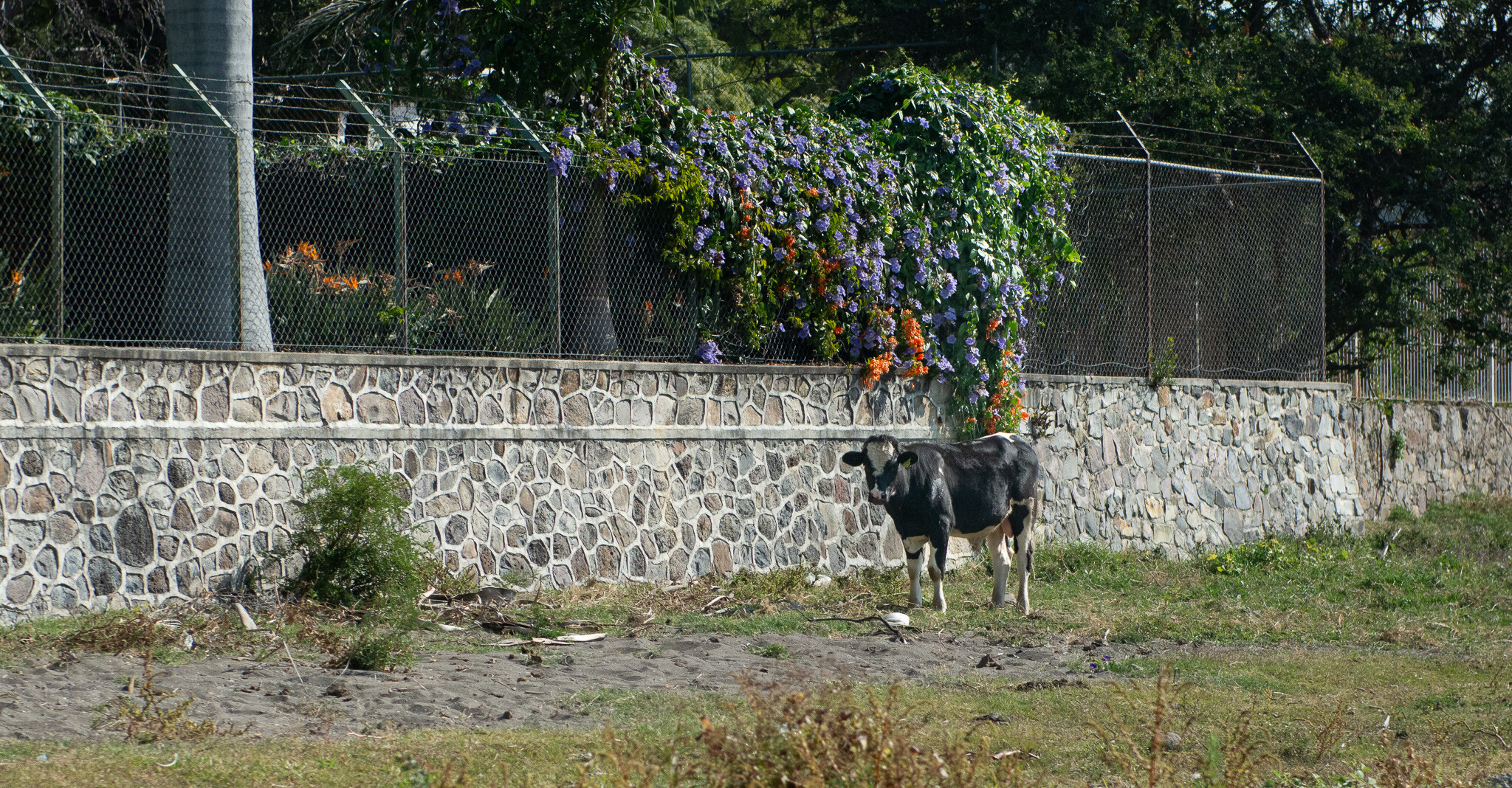 Horses of Ajijic-11