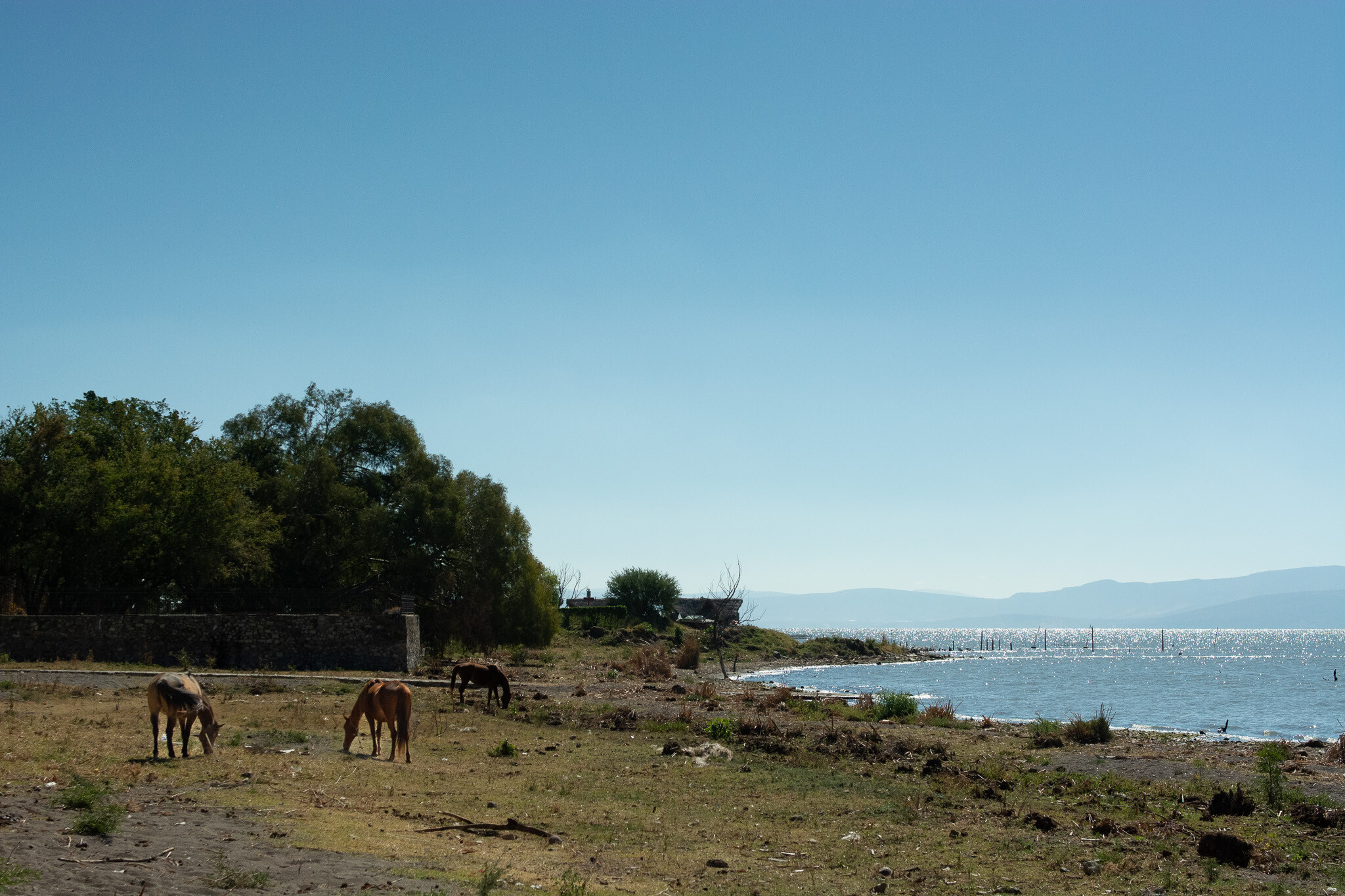 Horses of Ajijic-12