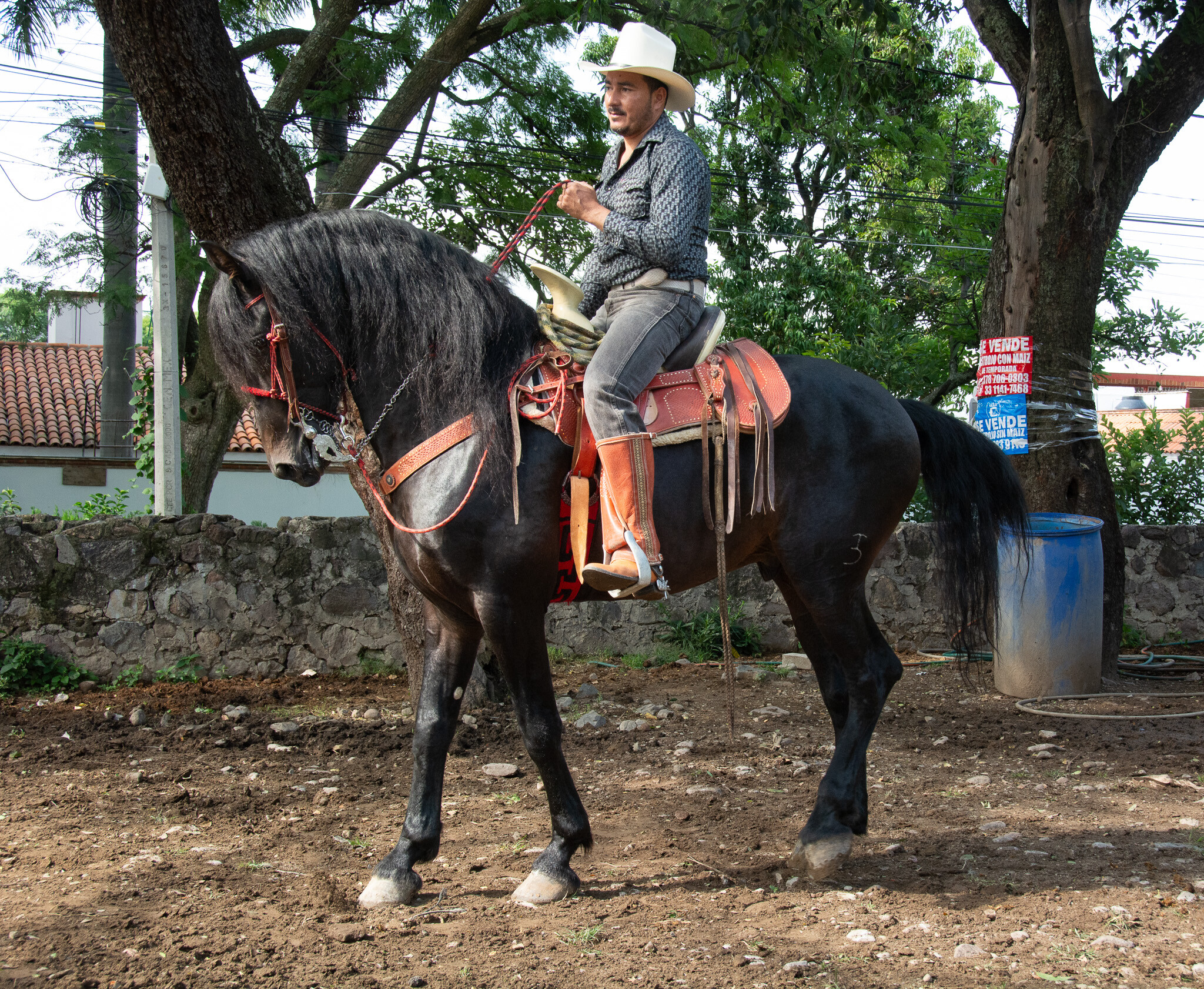 Horses of Ajijic-13