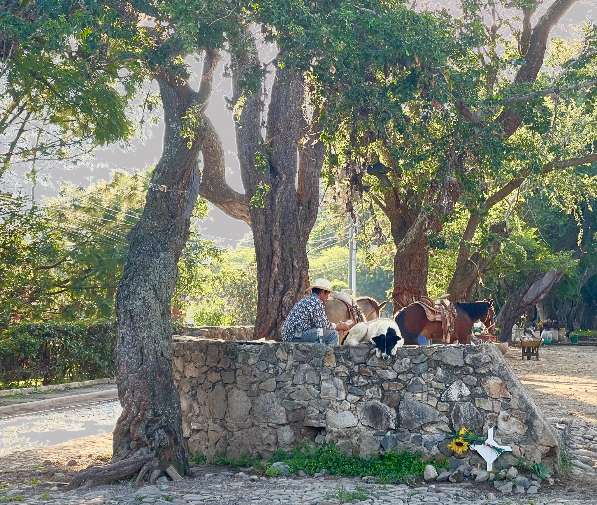 Horses of Ajijic-17
