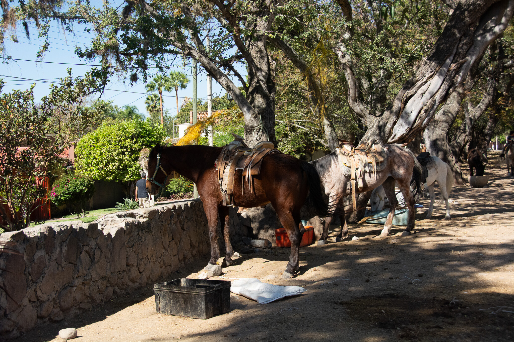 Horses of Ajijic-2