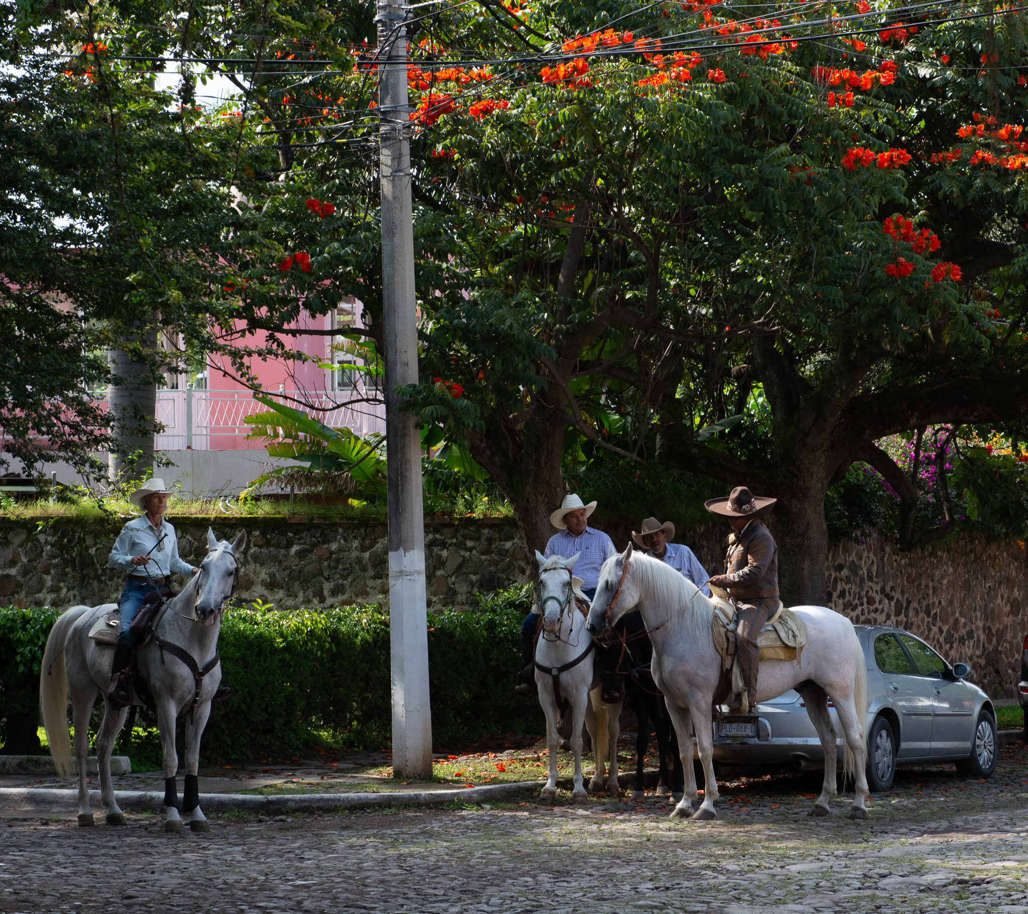 Horses of Ajijic-20