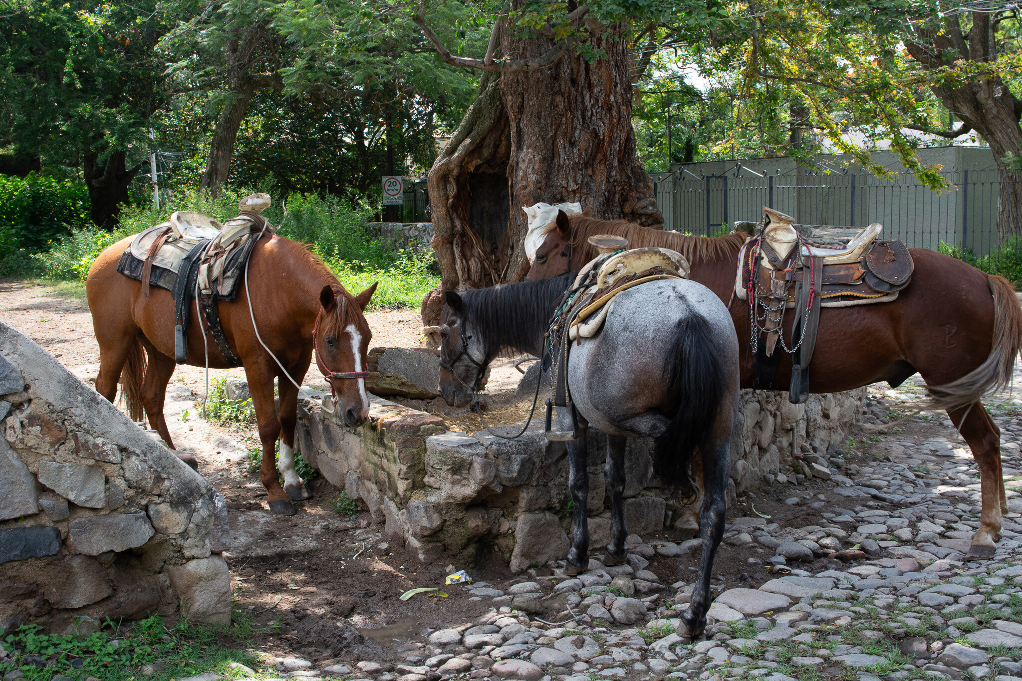 Horses of Ajijic-21