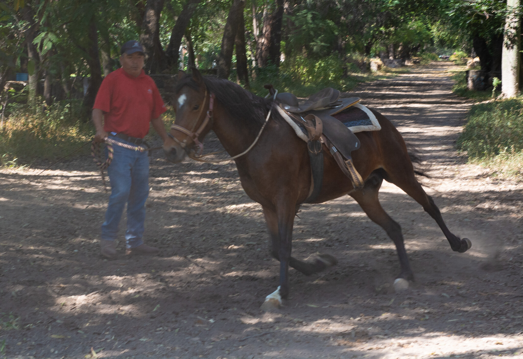 Horses of Ajijic-23