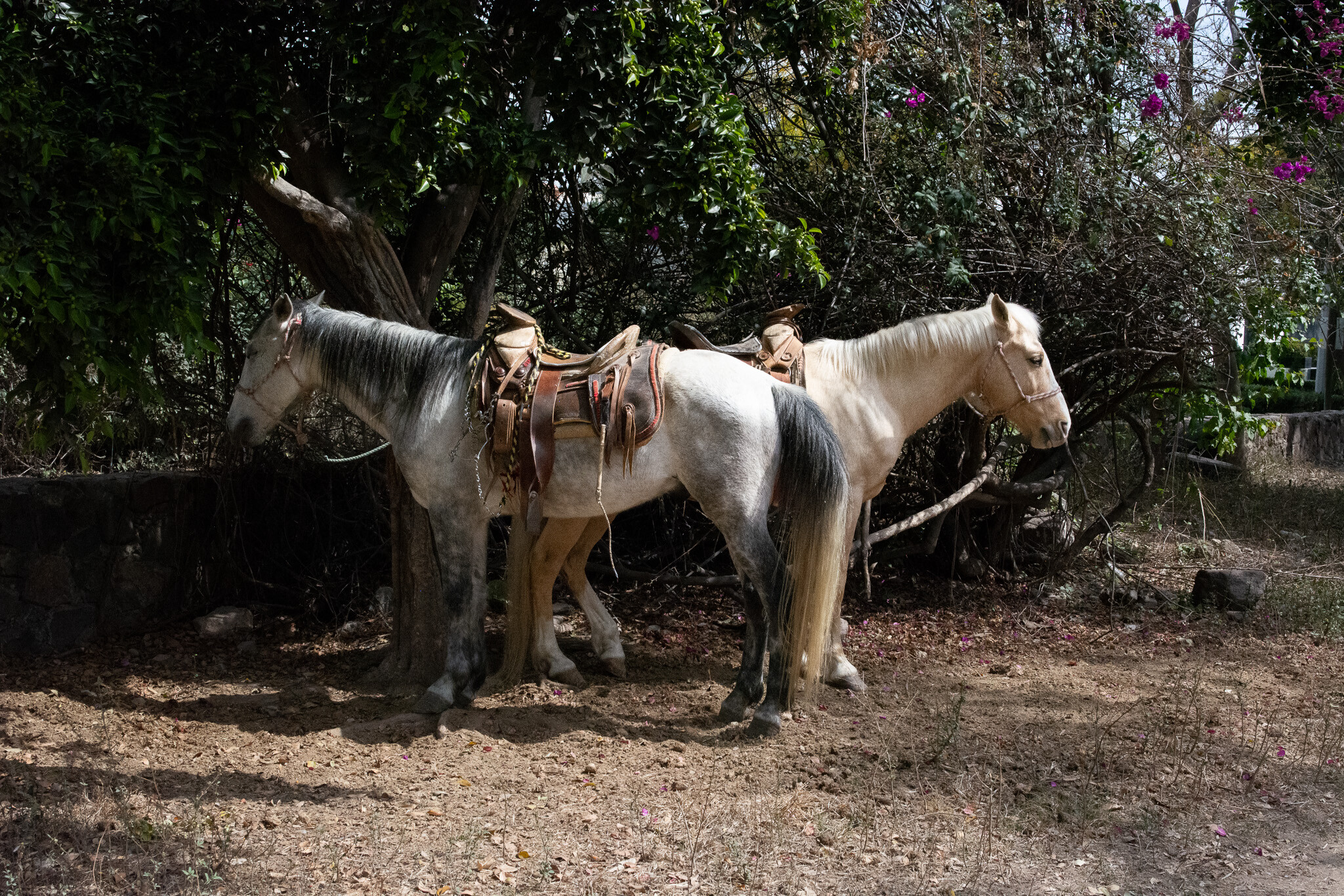 Horses of Ajijic-24