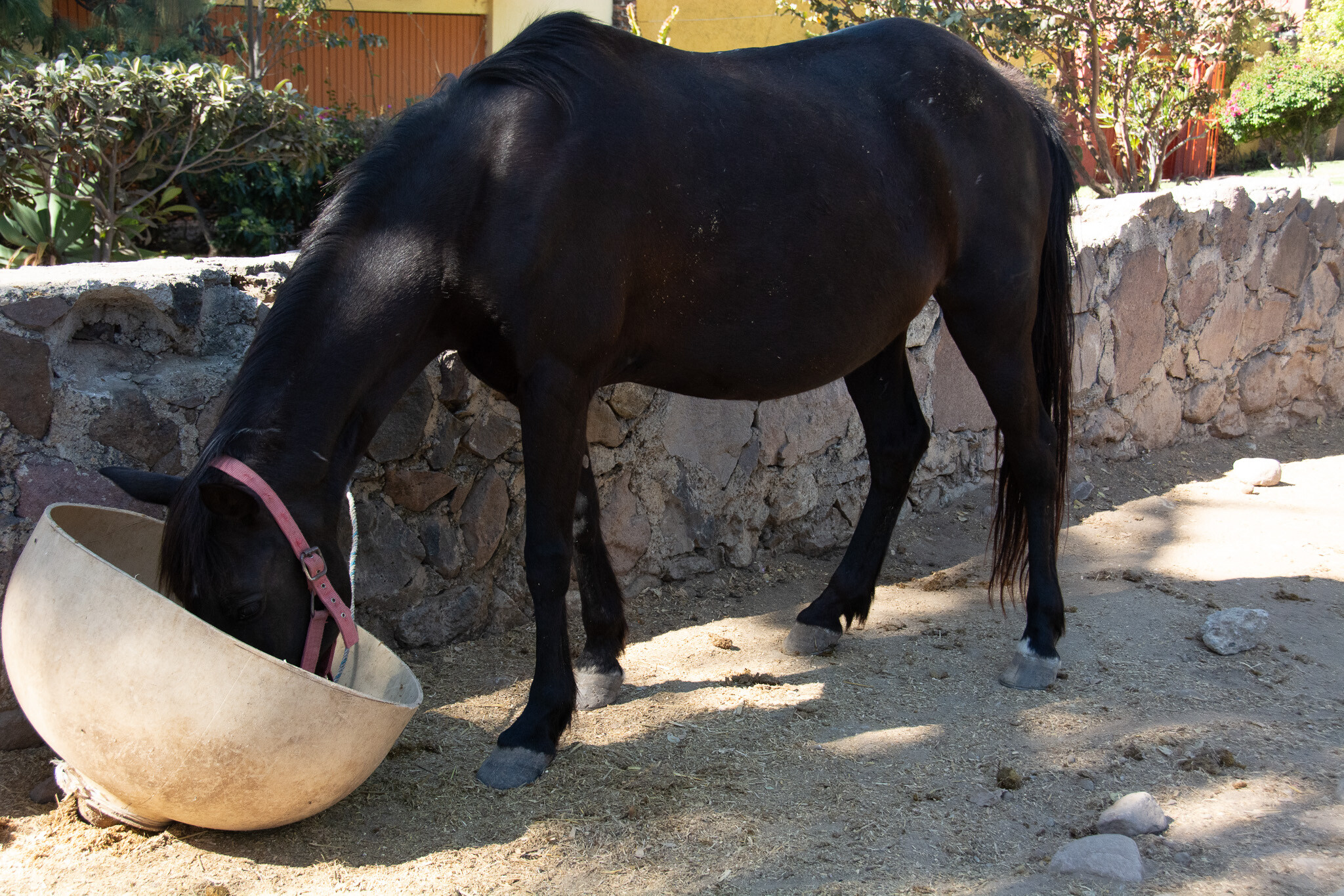 Horses of Ajijic-3