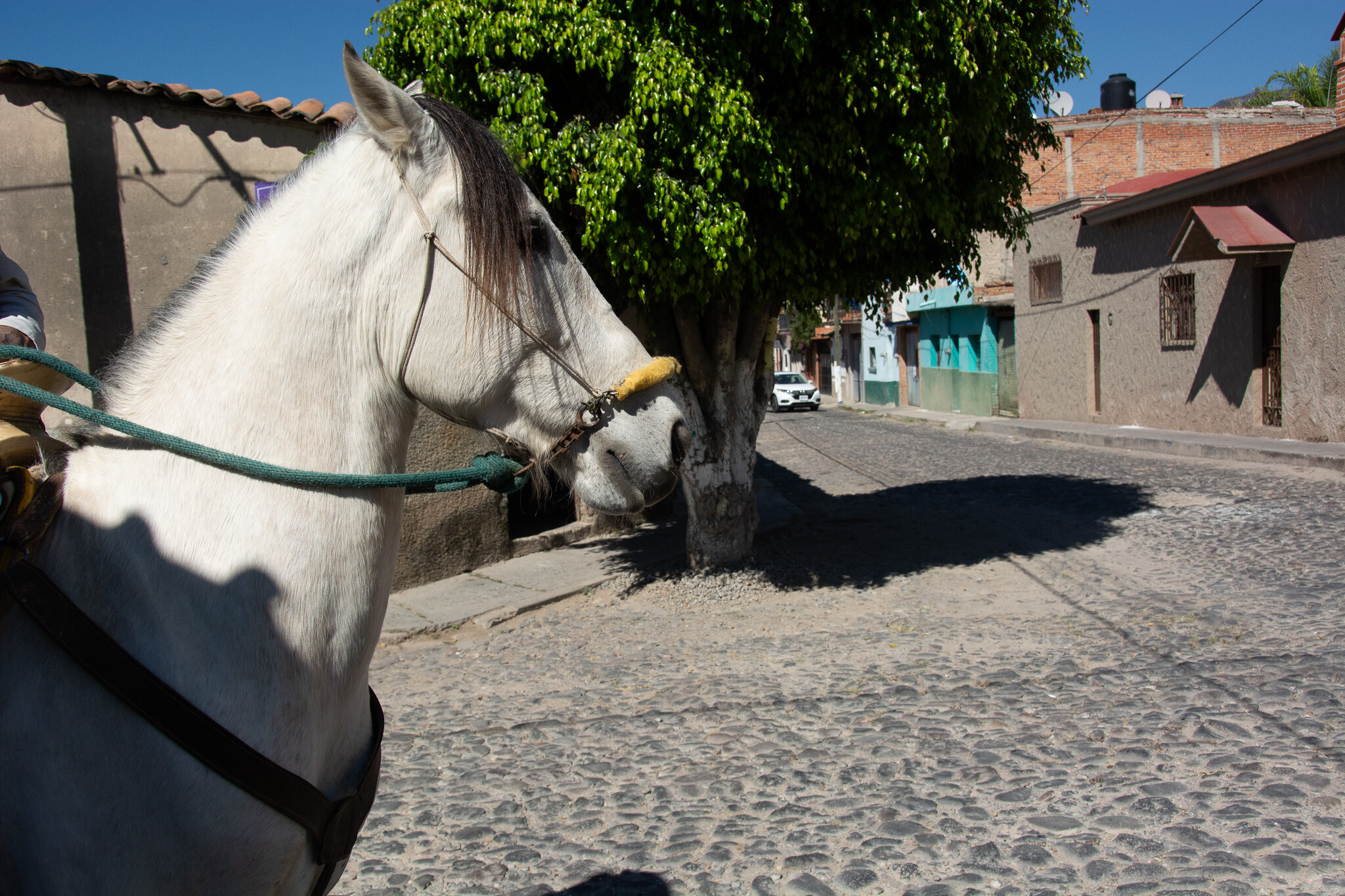 Horses of Ajijic-4