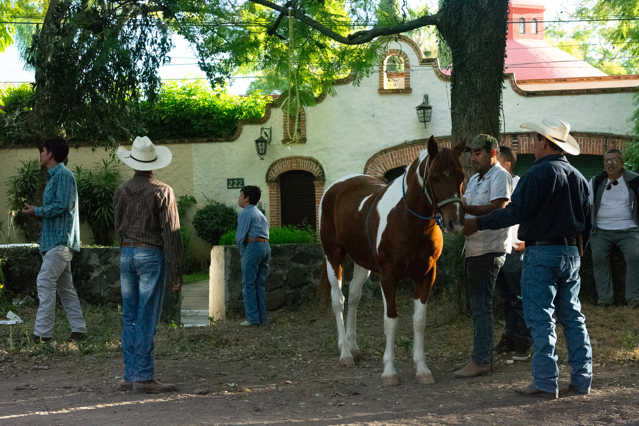 Horses of Ajijic