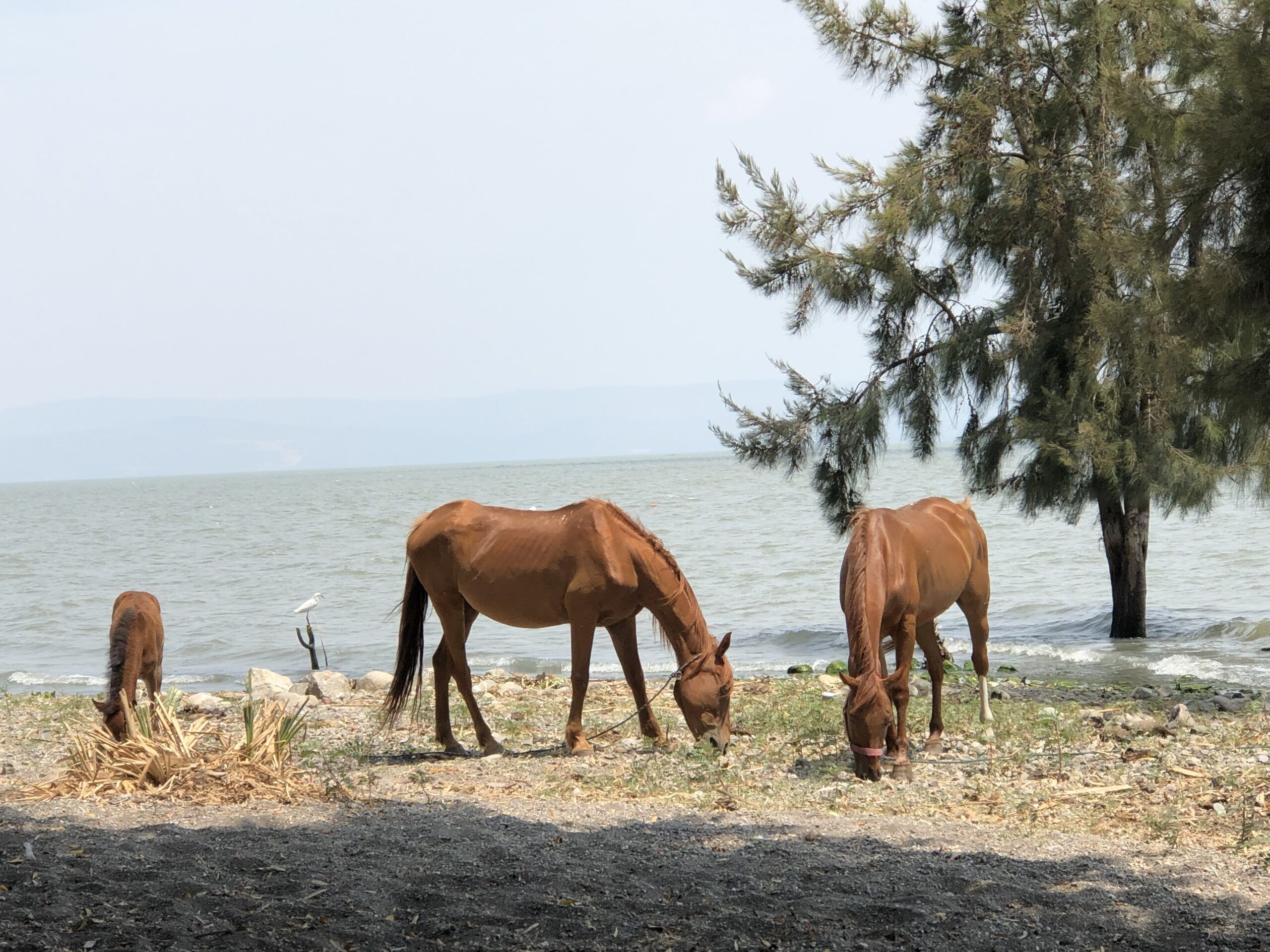 Horses in Ajijic